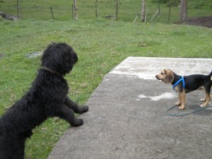Thor (the big black dog) meeting our new mission dog Zorro for the first time